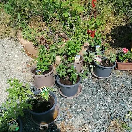 Apartamento Berkenyés *