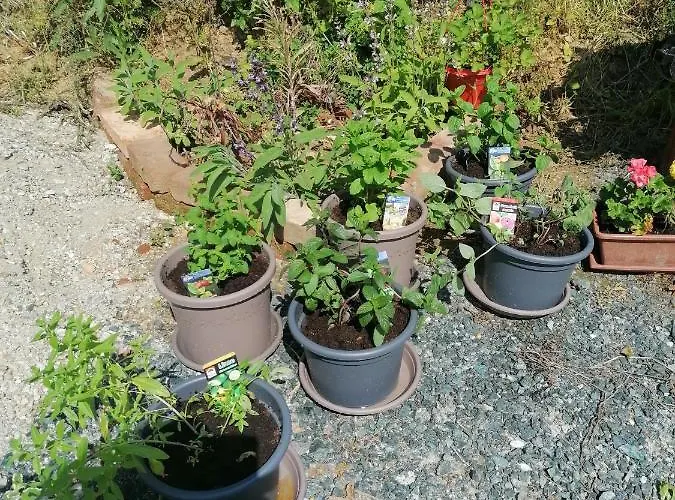 Apartamento Berkenyés *